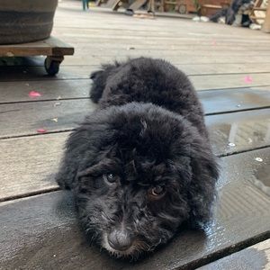 Meet your Posher, Alessandra